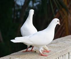 Pigeon