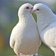 White Dove